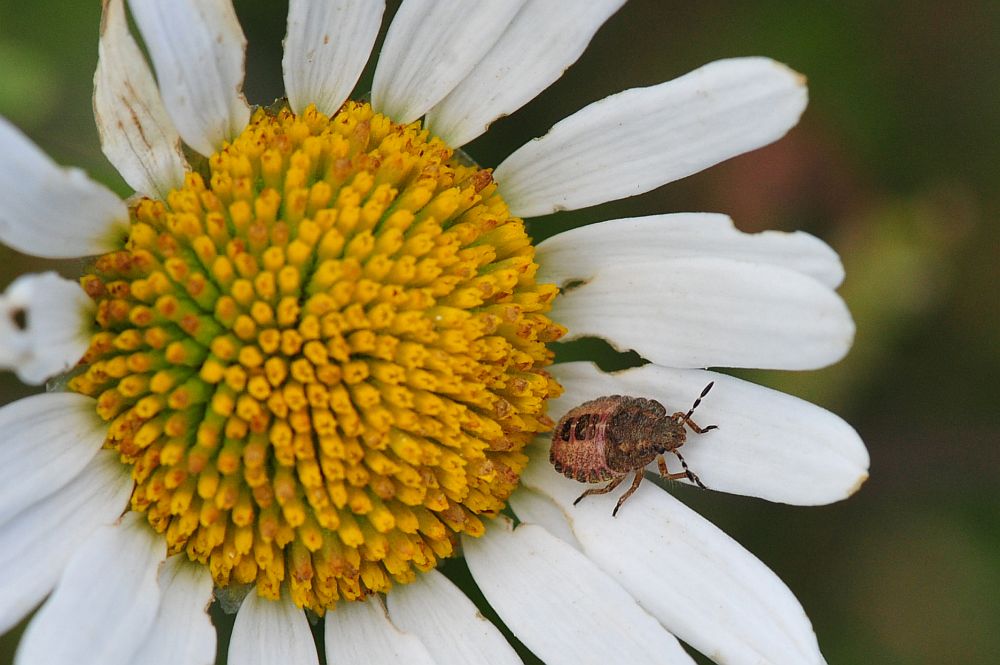 La vita in un fiore - seconda parte